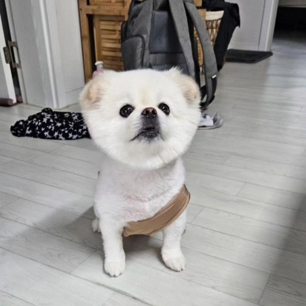 나시에서 팬티가 되는 과정