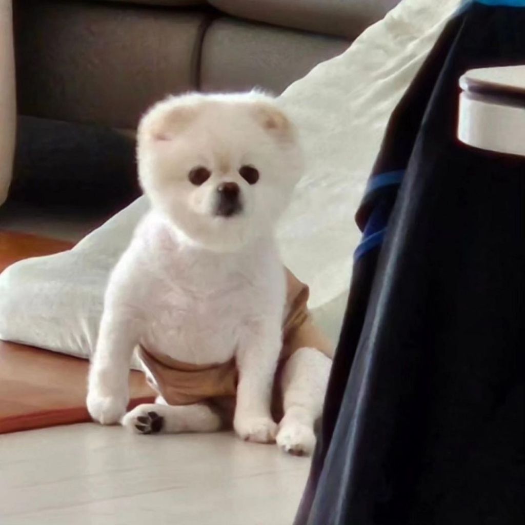 나시에서 팬티가 되는 과정