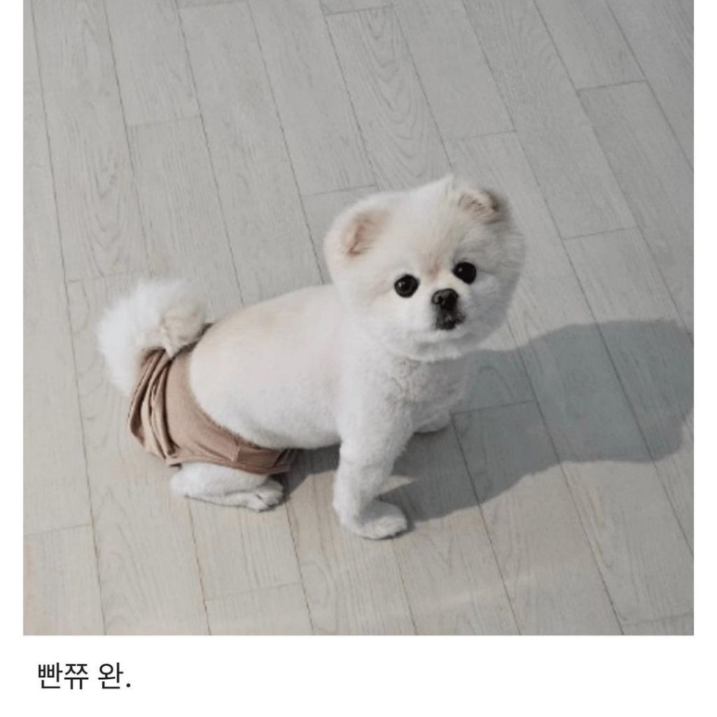 나시에서 팬티가 되는 과정