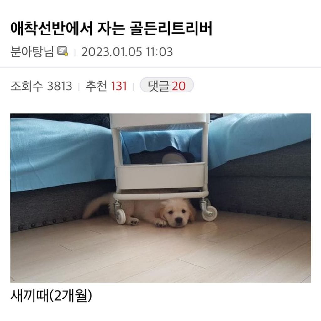애착선반이 있는 골든리트리버