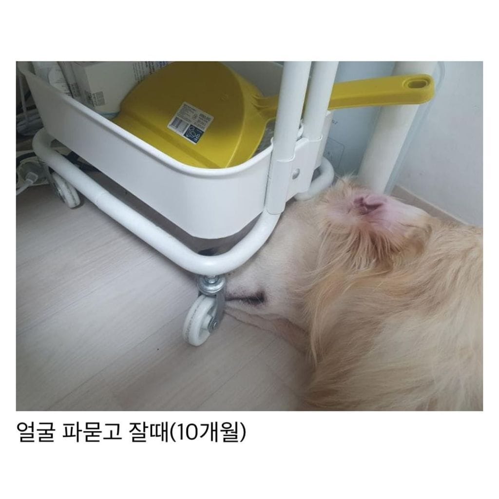 애착선반이 있는 골든리트리버