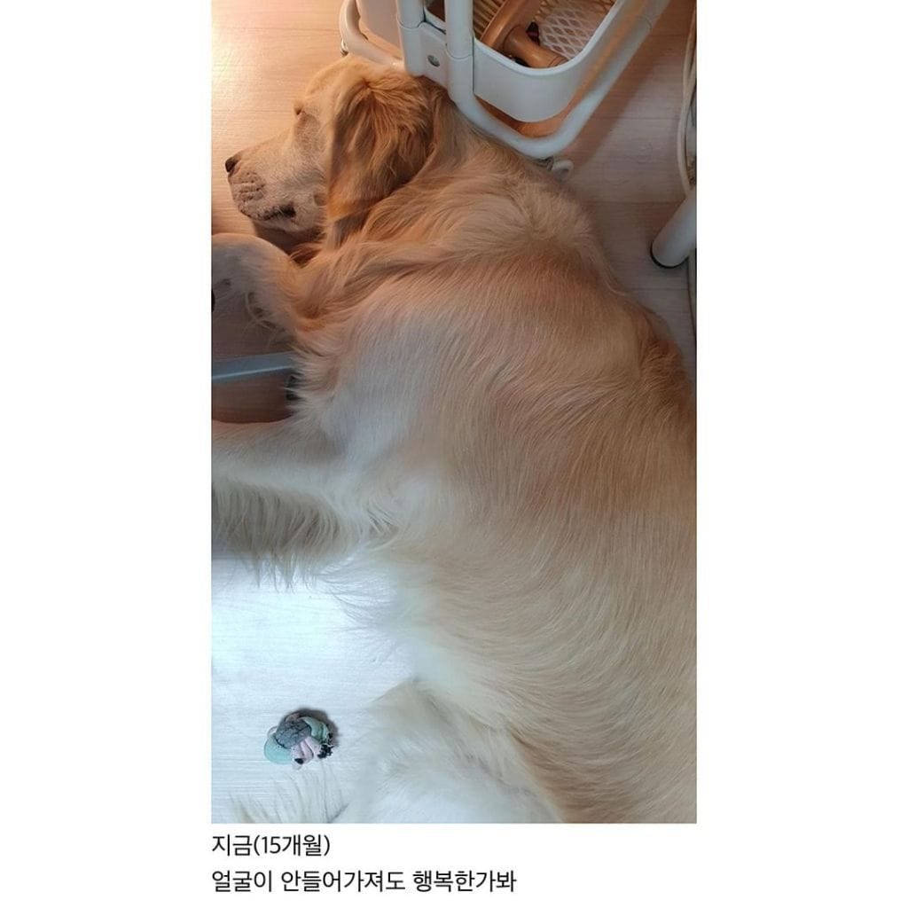 애착선반이 있는 골든리트리버