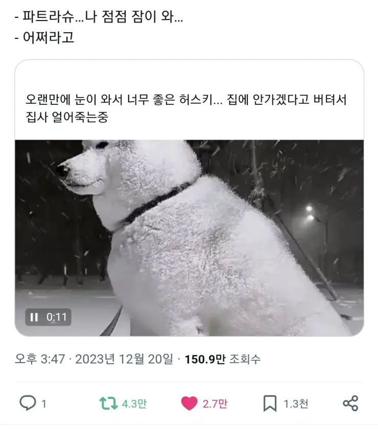 눈 오는 날 허스키 산책의 위험.jpg