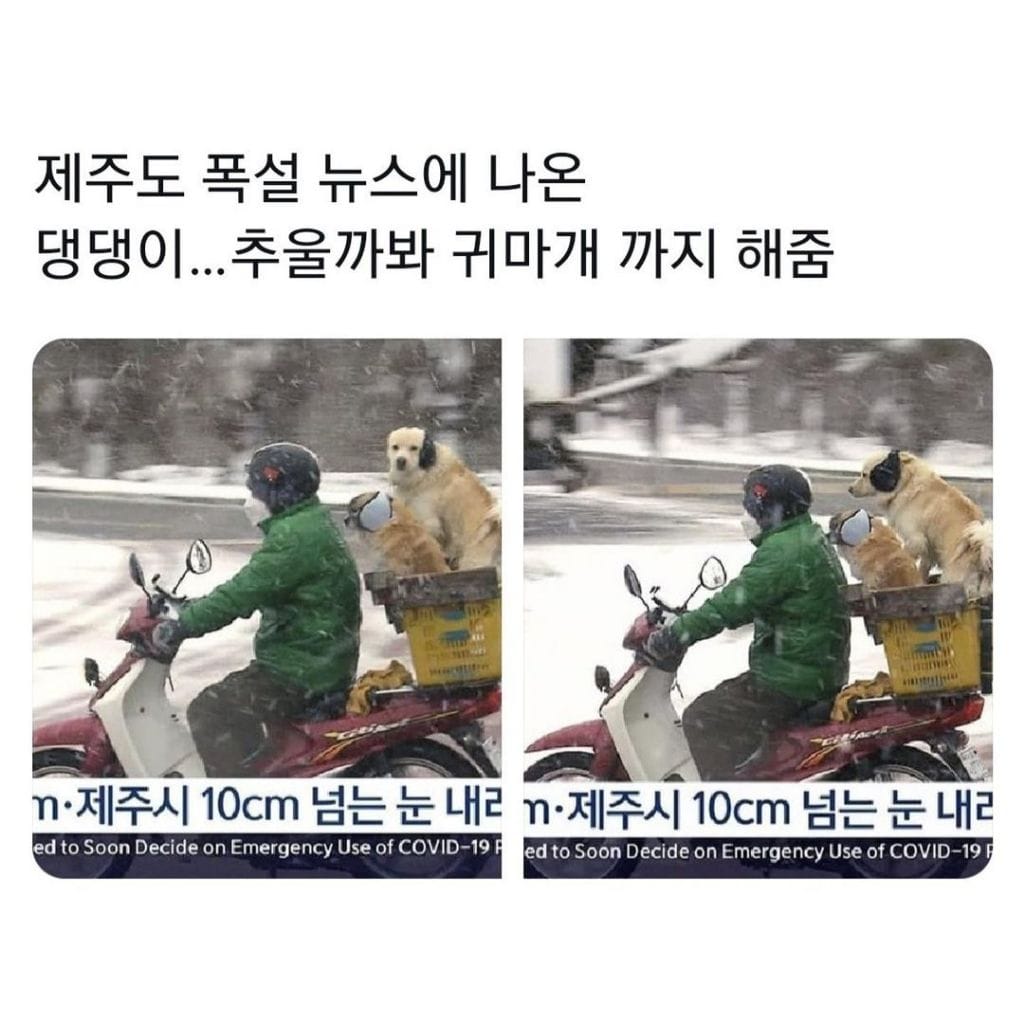 댕댕이 추울까봐 귀마개 해줌