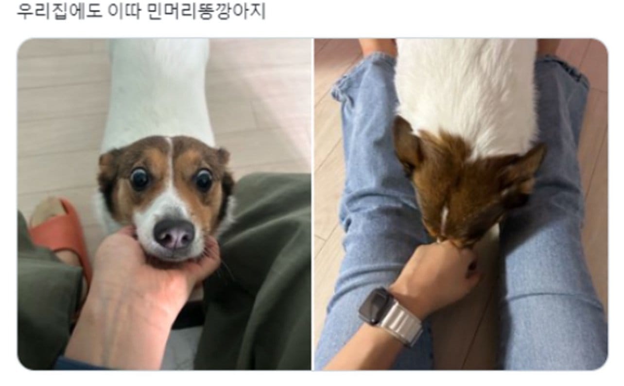 반가우면 민머리 되는 댕댕이들.jpg