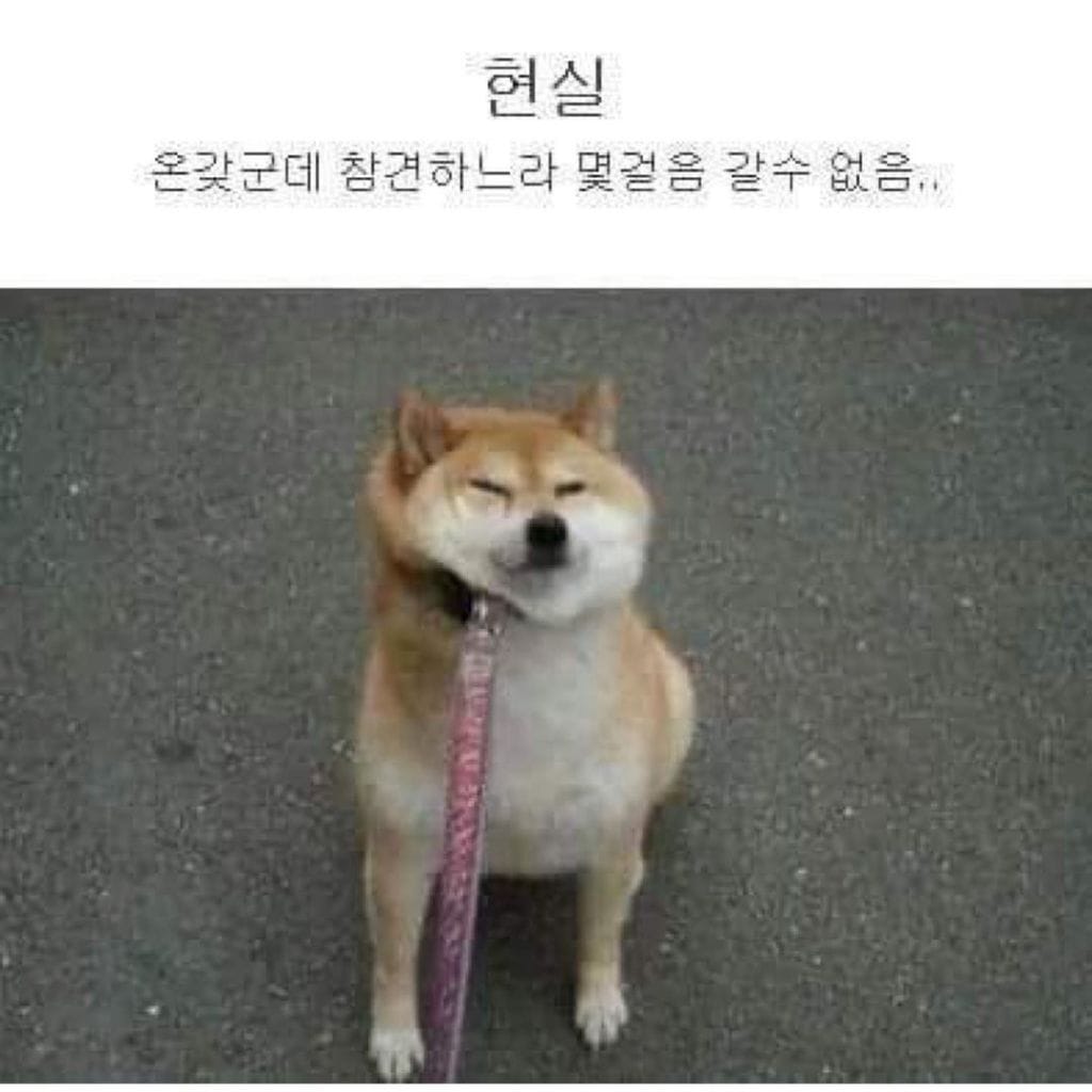 강아지산책 이상과 현실