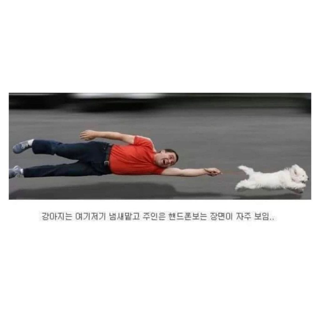 강아지산책 이상과 현실