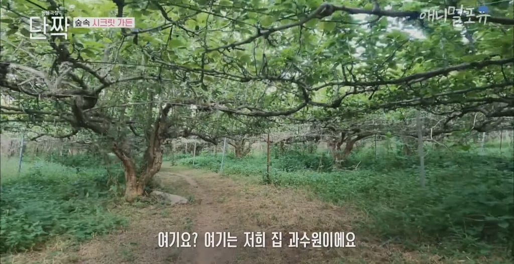 시골의 숲속 시크릿가든에서 32마리 반려견과 사는 수의사.jpg