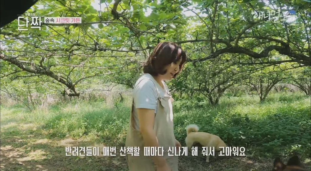 시골의 숲속 시크릿가든에서 32마리 반려견과 사는 수의사.jpg