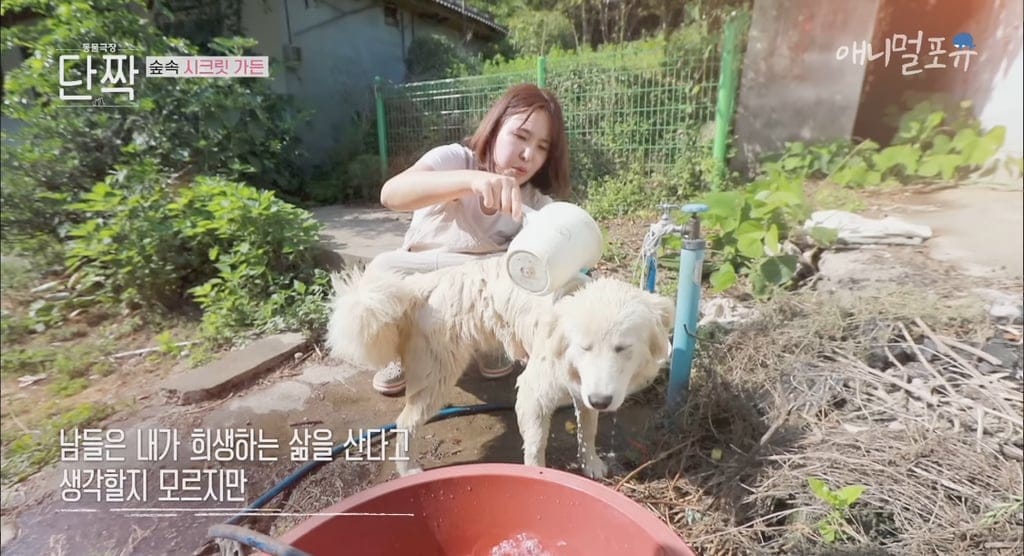 시골의 숲속 시크릿가든에서 32마리 반려견과 사는 수의사.jpg