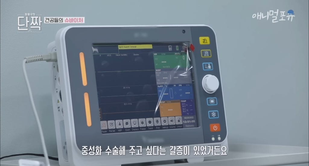 시골의 숲속 시크릿가든에서 32마리 반려견과 사는 수의사.jpg