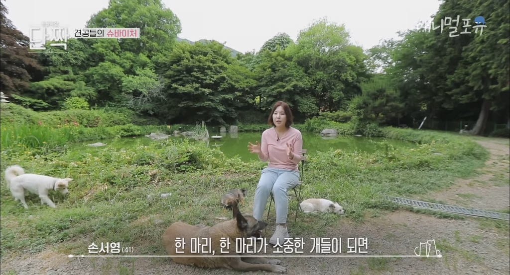 시골의 숲속 시크릿가든에서 32마리 반려견과 사는 수의사.jpg
