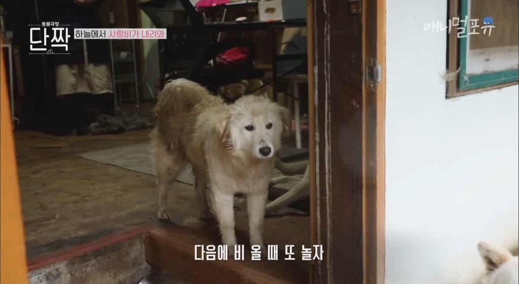 시골의 숲속 시크릿가든에서 32마리 반려견과 사는 수의사.jpg