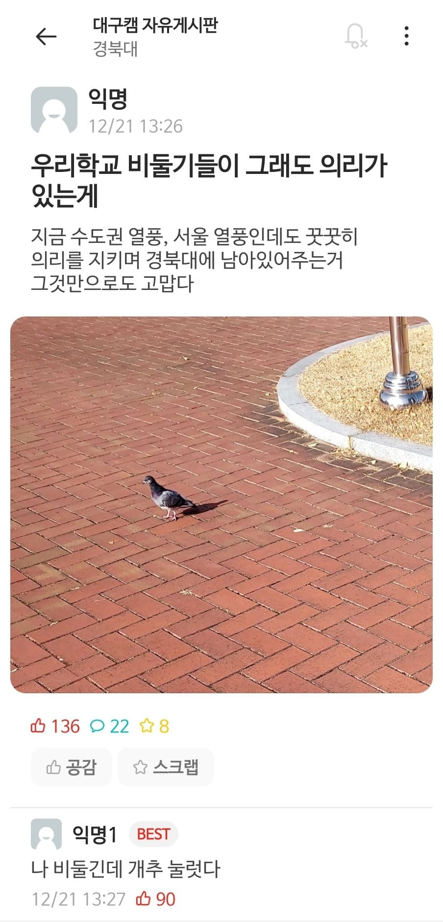 경북대 비둘기가 의리 있는 이유