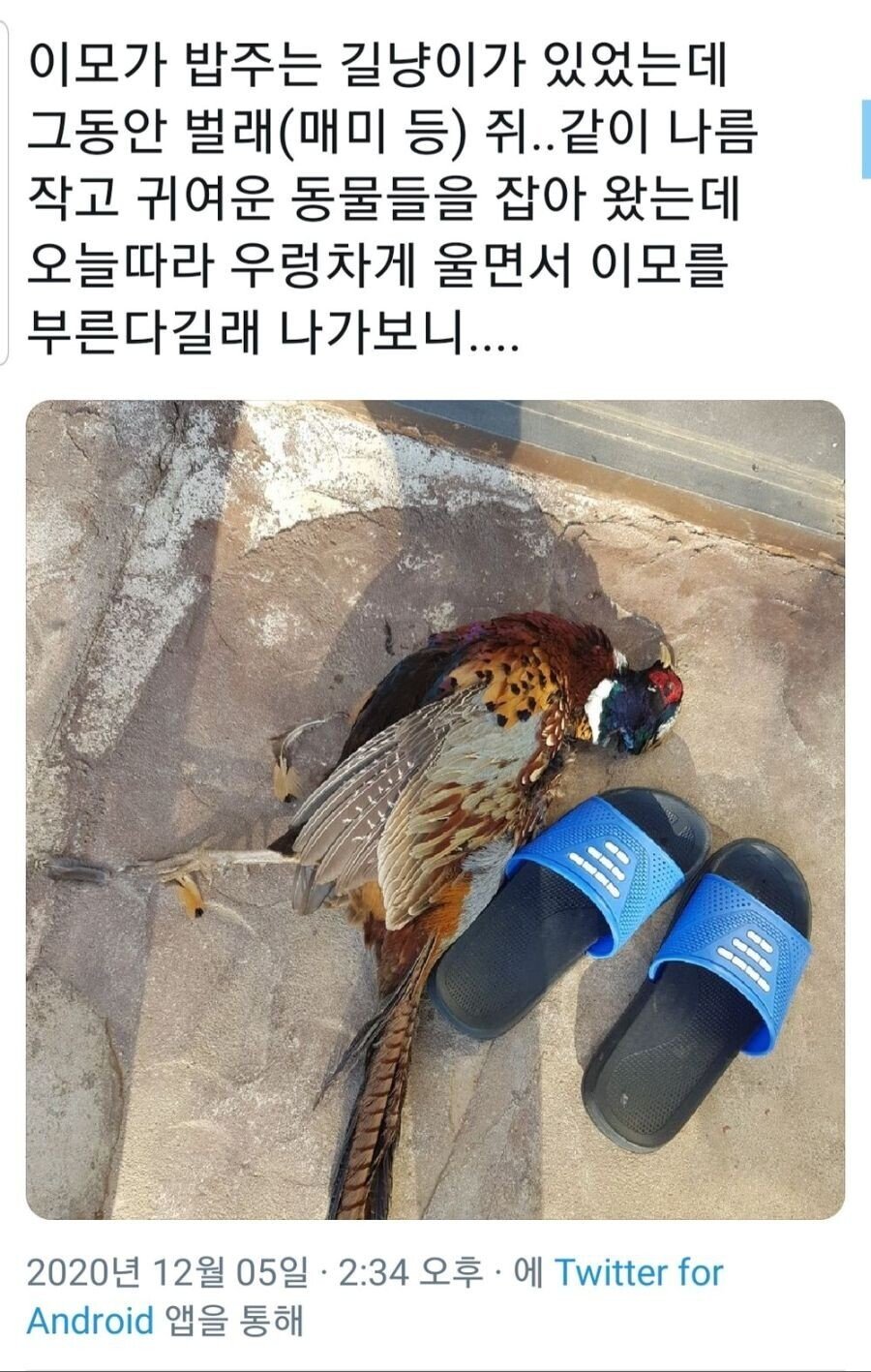 약혐) 은혜갚은 길냥이.jpg