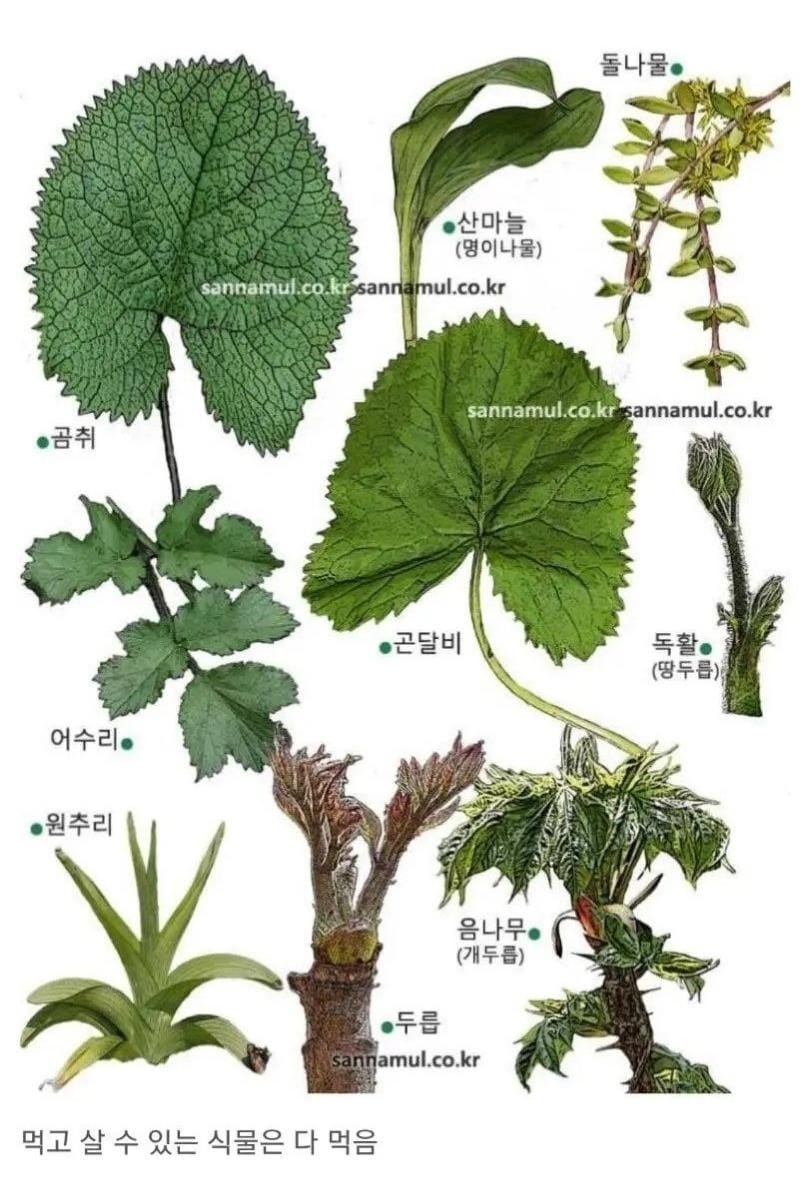 한국인의 식성 특징.jpg