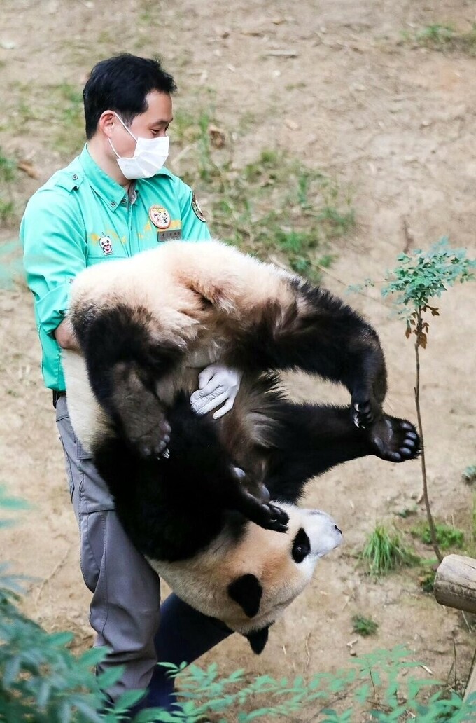 판다 사육사들이 다시 허리가 아플 이유.jpg