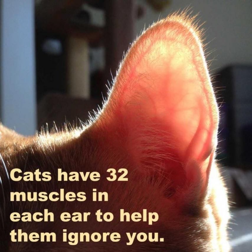 이토인들이 몰랐던 고양이 귀에 대한 진실.jpg