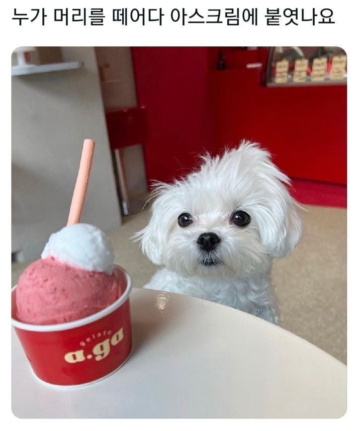 누가 머리를 떼어다가 아이스크림에 붙였나요