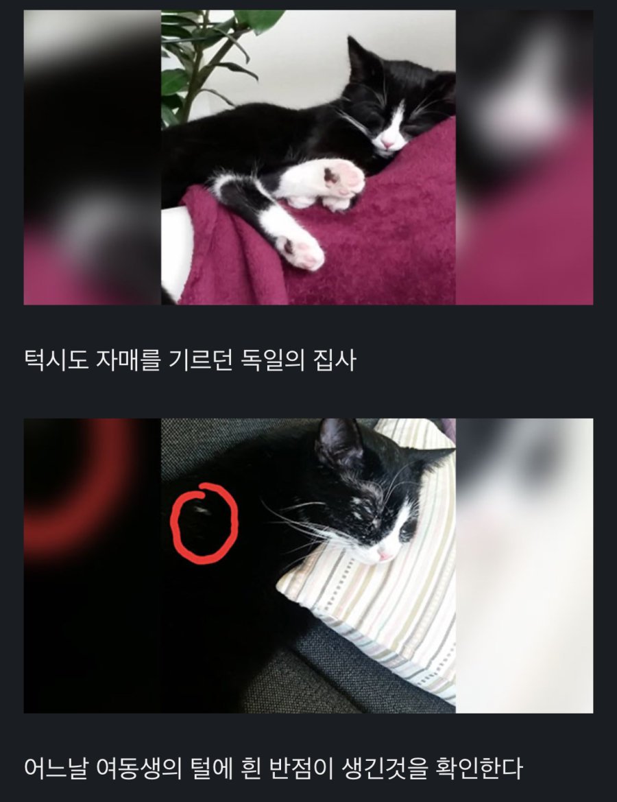 백반증에 걸린 고양이