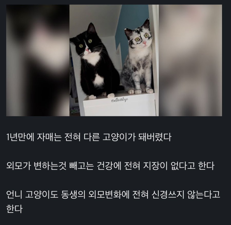 백반증에 걸린 고양이