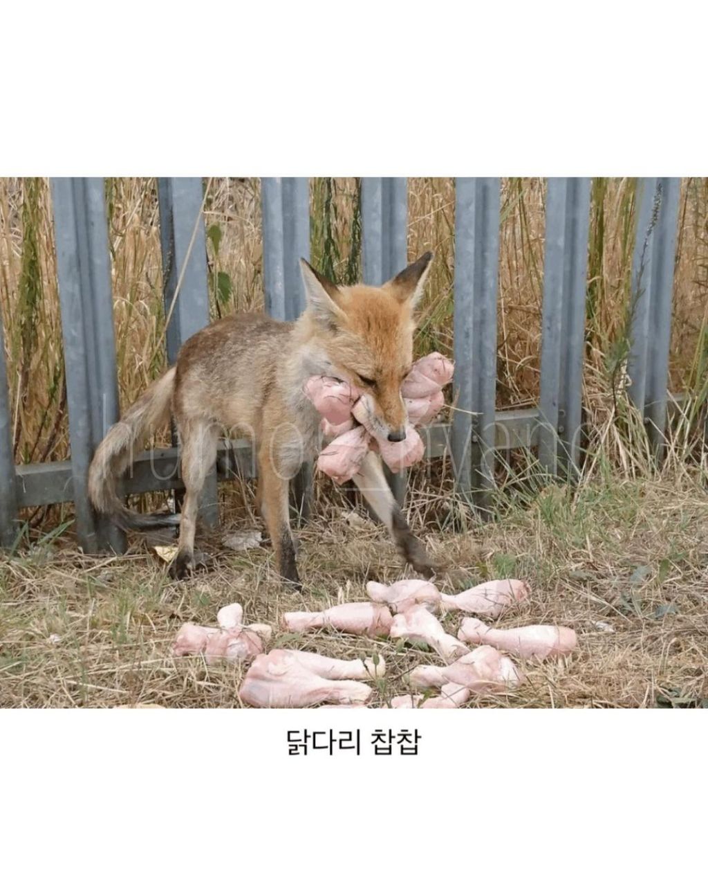 식탐 많은 여우를 알아보자