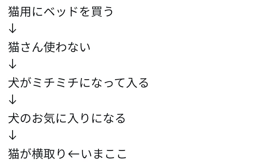 고양이를 새로운 가구에 적응시키는 방법