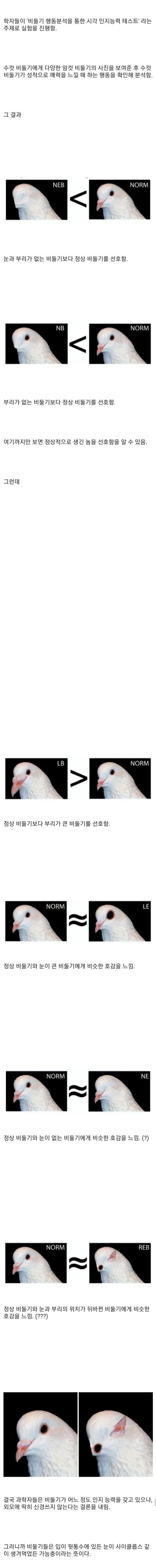 비둘기는 서로 얼굴을 알아볼까?