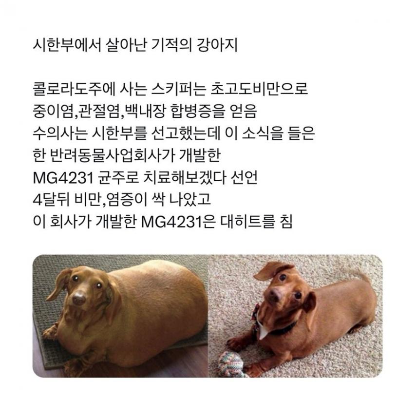 ㅈ냥이보다 갓댕이인 이유.twt