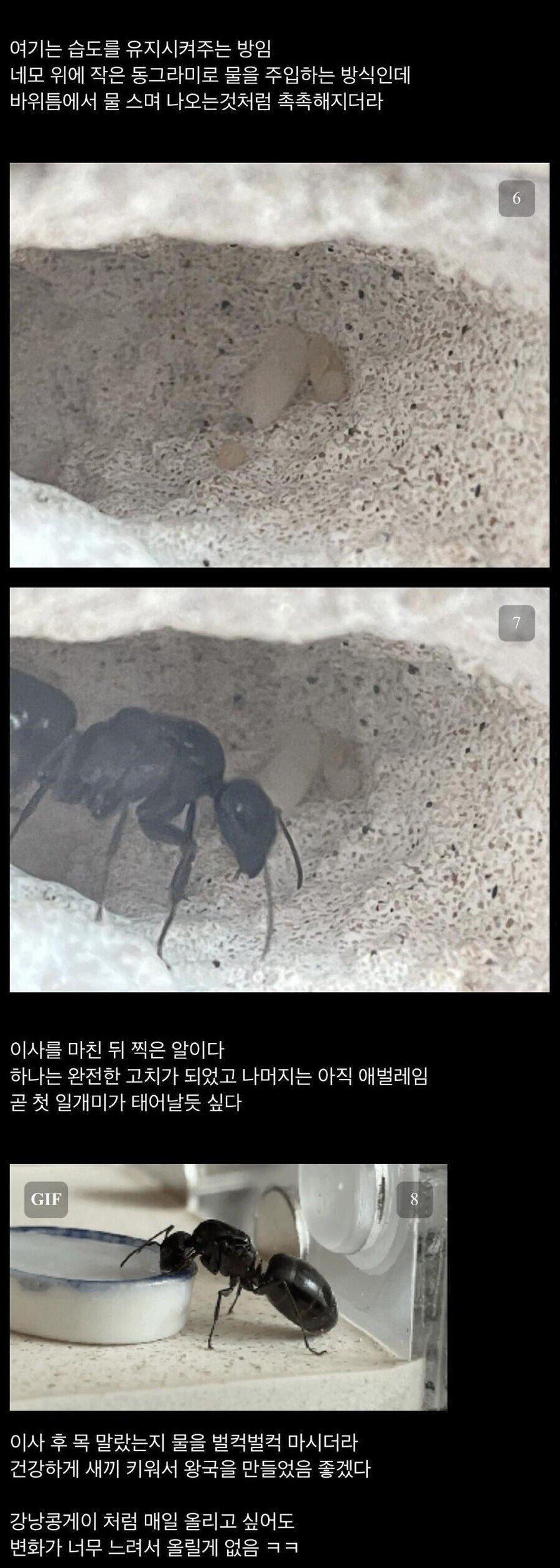 여왕개미 주운 디시인