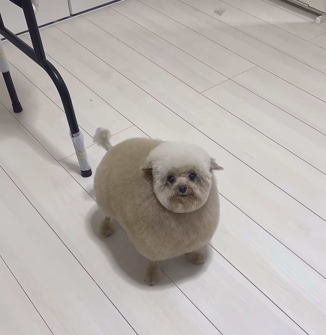 🐶) 요즘 푸들 주인 유행ㄷㄷ