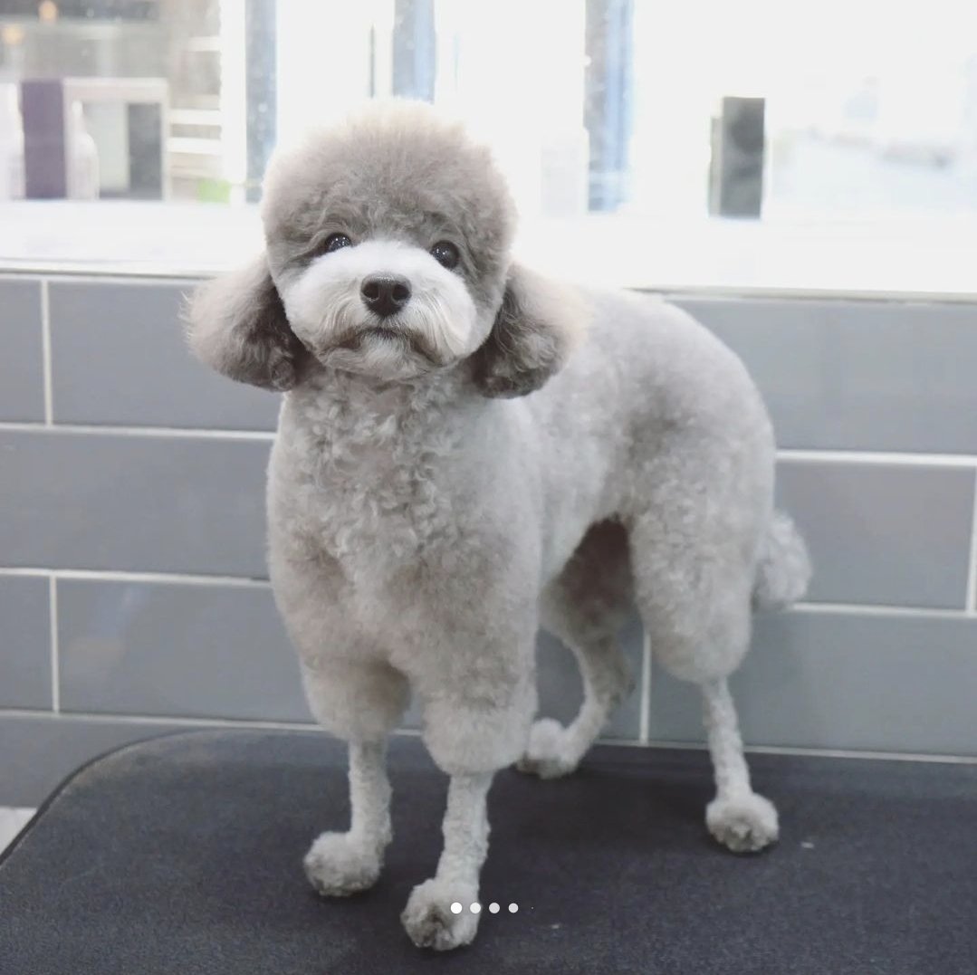 🐶) 요즘 푸들 주인 유행ㄷㄷ