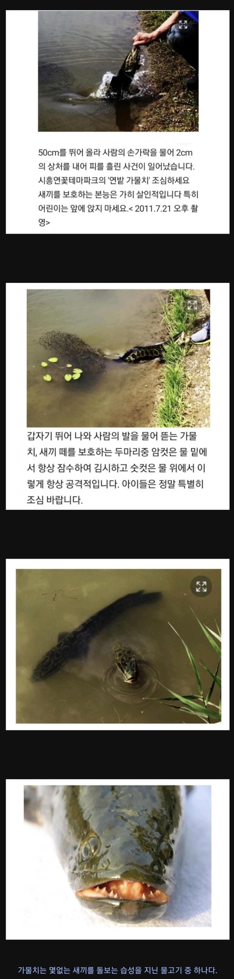 번식기 가물치가 위험한 이유