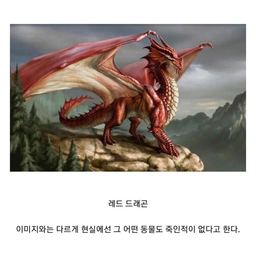 실제론 이미지랑 다르게 인간을 해친적이없는 동물