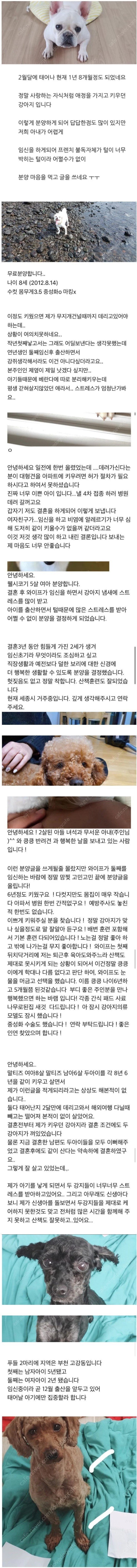 강아지 분양 보낼 때 신혼부부는 1순위로 거르는 이유.jpg