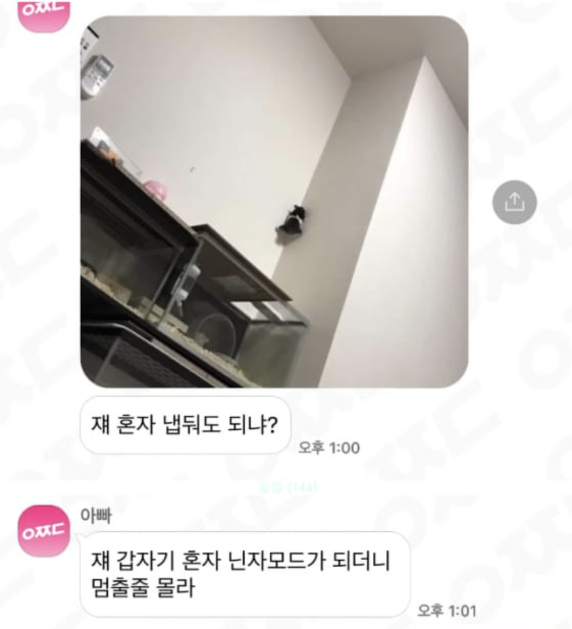 갑자기 햄스터가 벽을 탄다
