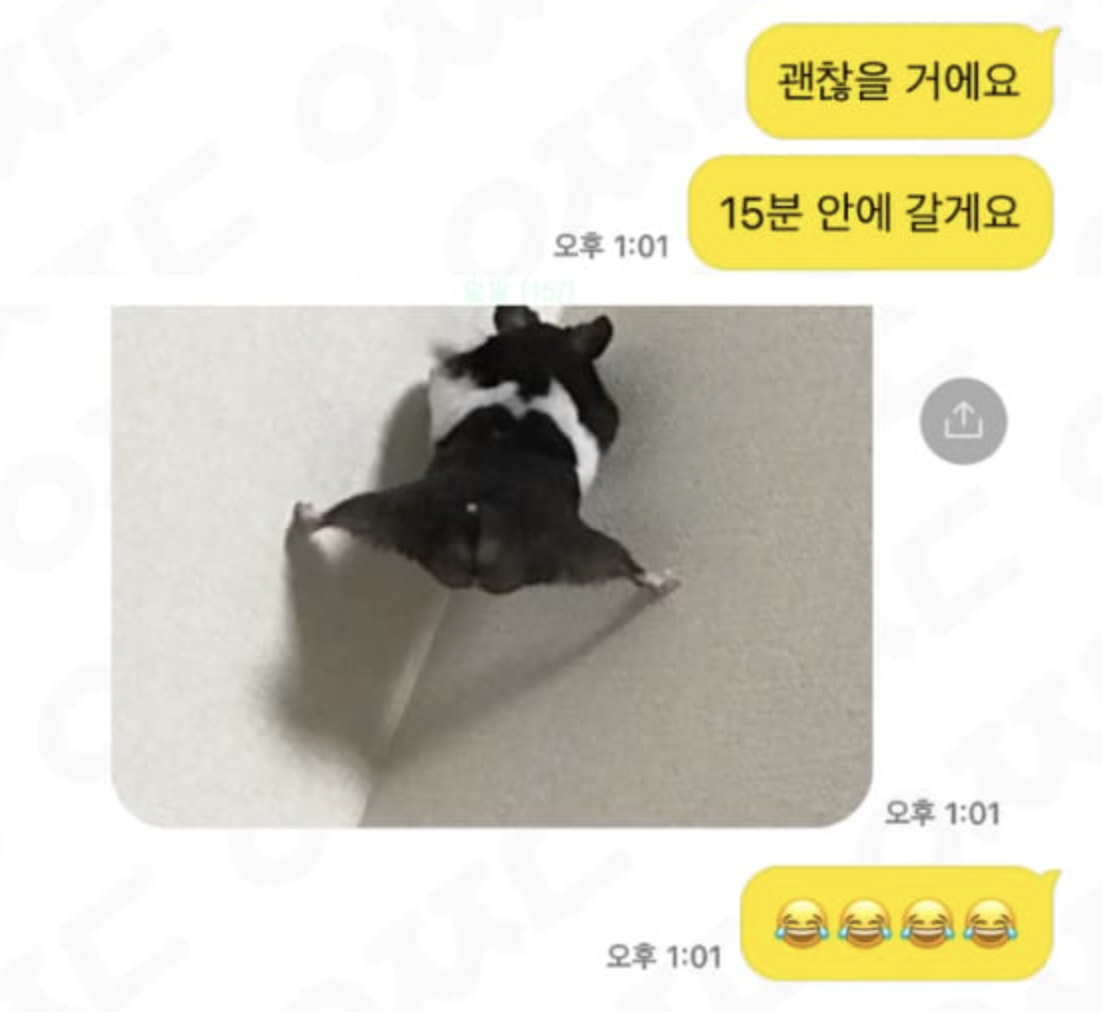 갑자기 햄스터가 벽을 탄다