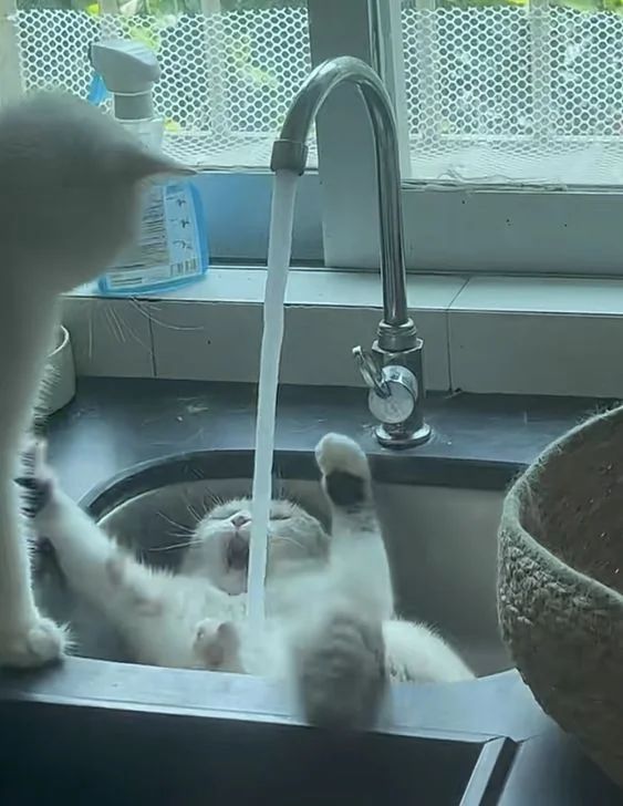 자, 빨리 불어라! 너희들의 비밀기지는 어디에 있지?.jpg