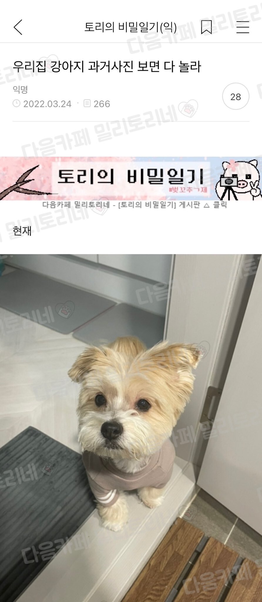 우리집 강아지 과거사진 보면 다 놀라