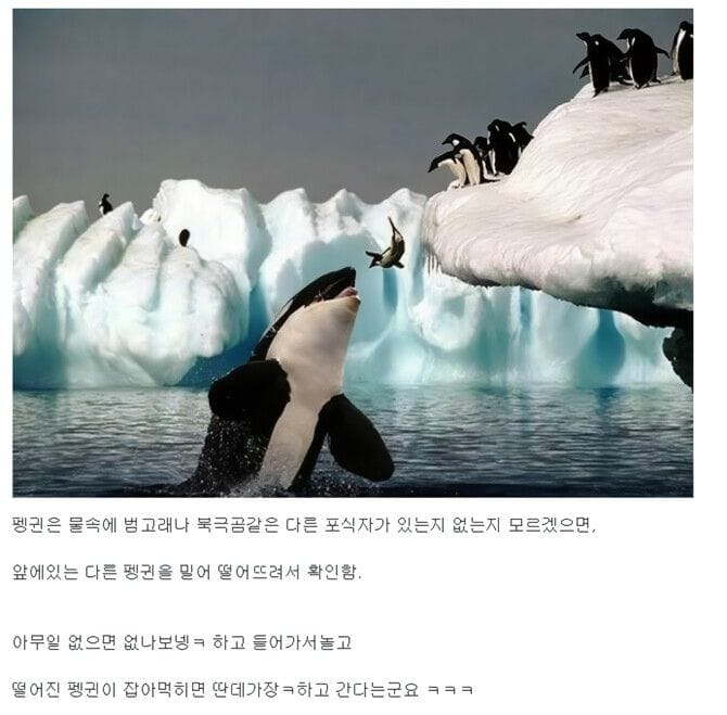 펭귄의 안전확인