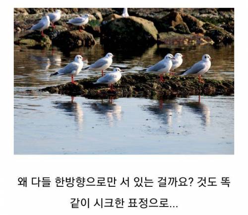 갈매기들은 왜 같은 방향으로만 앉아있나요?