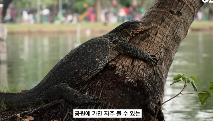 태국 공원에서 볼 수 있는 태국의 길고양이같은 동물...jpg