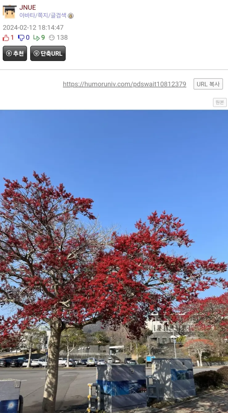 무슨 나무야? 엄청 붉네 이쁘다.jpg