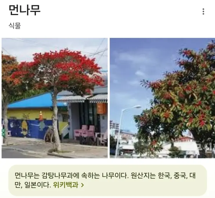 무슨 나무야? 엄청 붉네 이쁘다.jpg