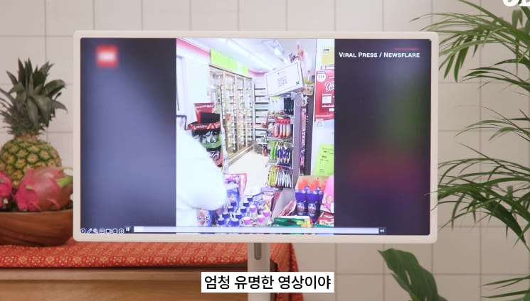 태국 공원에서 볼 수 있는 태국의 길고양이같은 동물...jpg