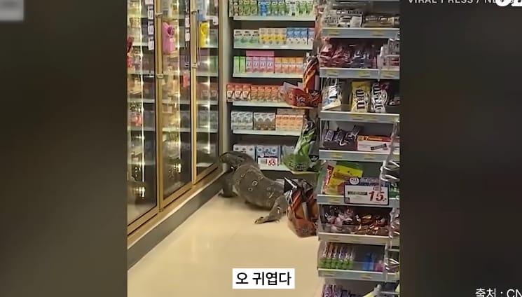 태국 공원에서 볼 수 있는 태국의 길고양이같은 동물...jpg