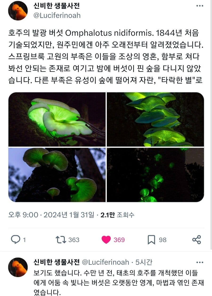 호주 원주민들이 숭배했던 버섯