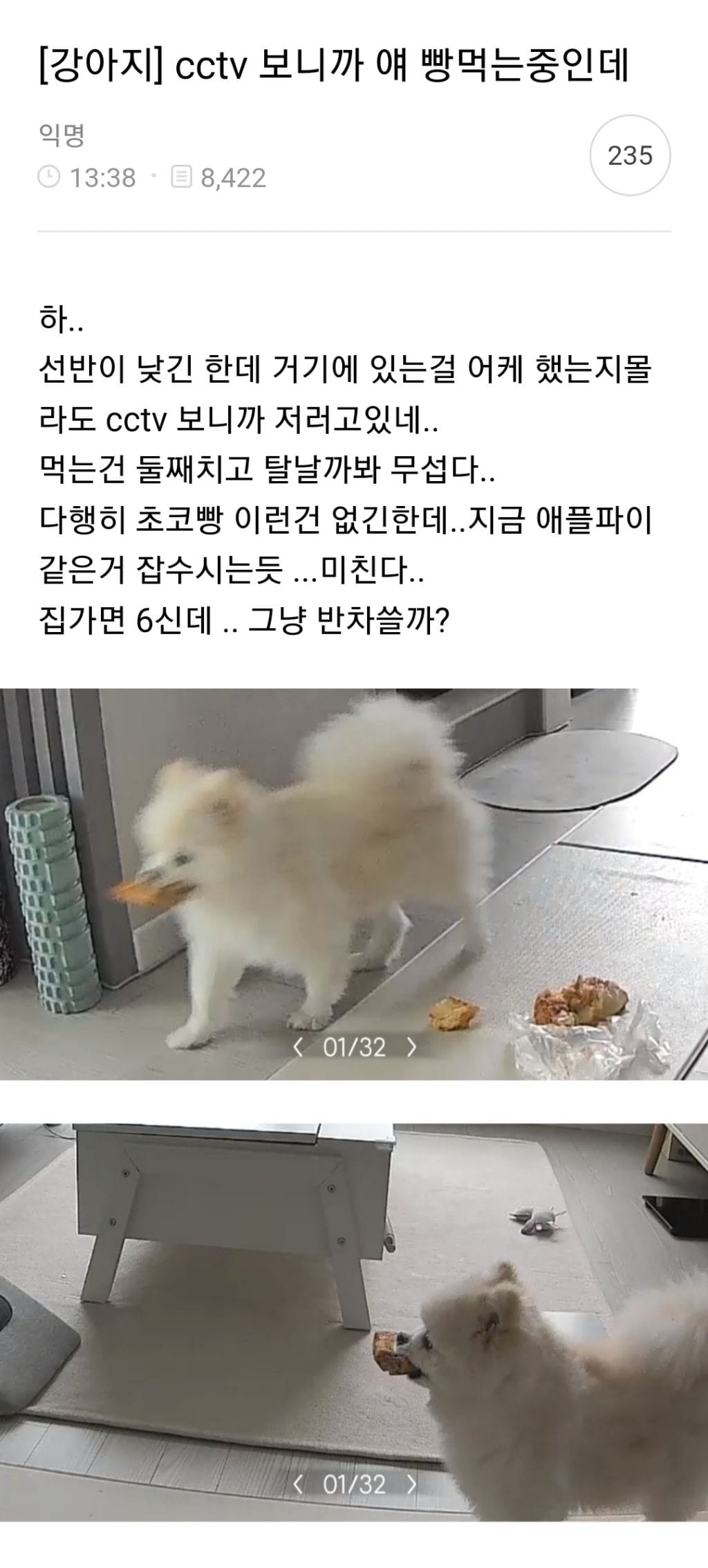 회사에서 일하다가 집 cctv보고 반차쓸뻔한 사람