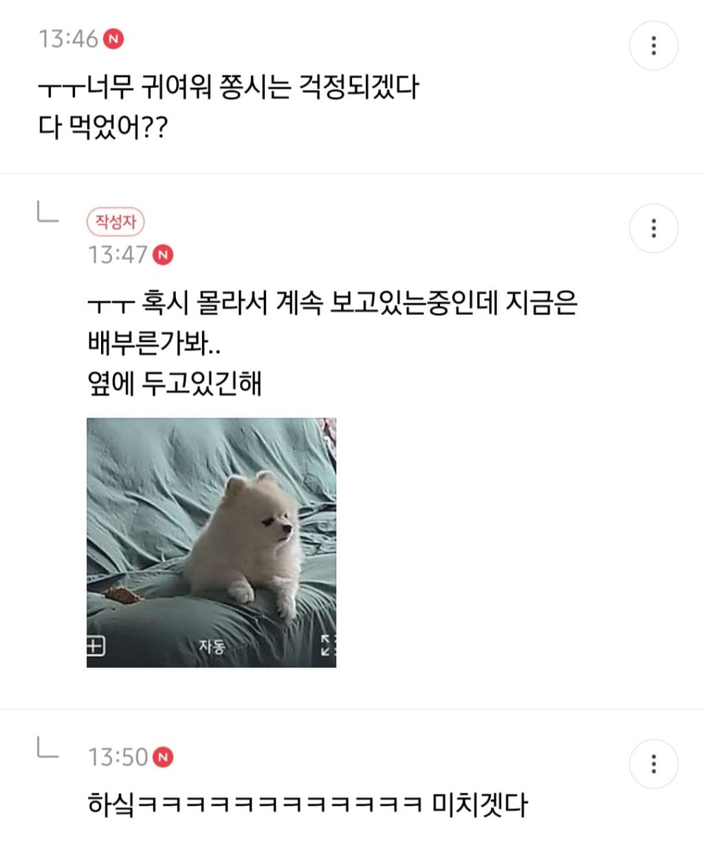 회사에서 일하다가 집 cctv보고 반차쓸뻔한 사람