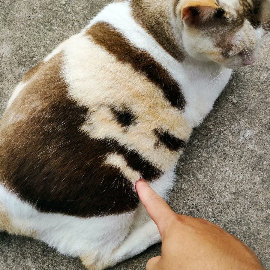 장기예프가 봉인된 고양이